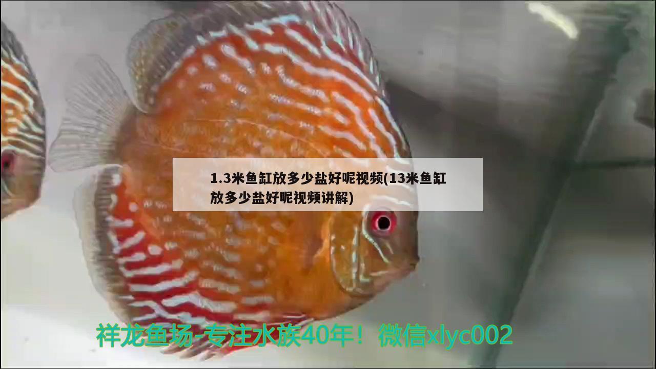 1.3米魚缸放多少鹽好呢視頻(13米魚缸放多少鹽好呢視頻講解) 觀賞龜/鱉飼料