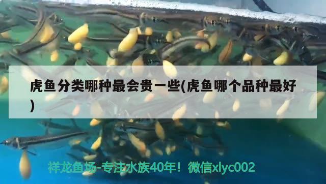 虎魚分類哪種最會貴一些(虎魚哪個品種最好) 虎魚百科