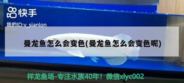 曼龍魚怎么會變色(曼龍魚怎么會變色呢)