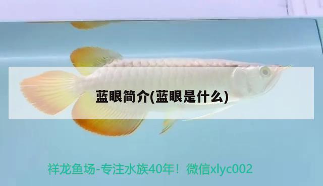 藍(lán)眼簡介(藍(lán)眼是什么) 觀賞魚