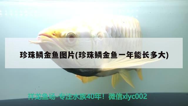 珍珠鱗金魚圖片(珍珠鱗金魚一年能長多大) 觀賞魚