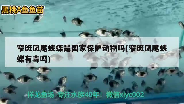 窄斑鳳尾蛺蝶是國家保護(hù)動物嗎(窄斑鳳尾蛺蝶有毒嗎) 觀賞魚 第2張