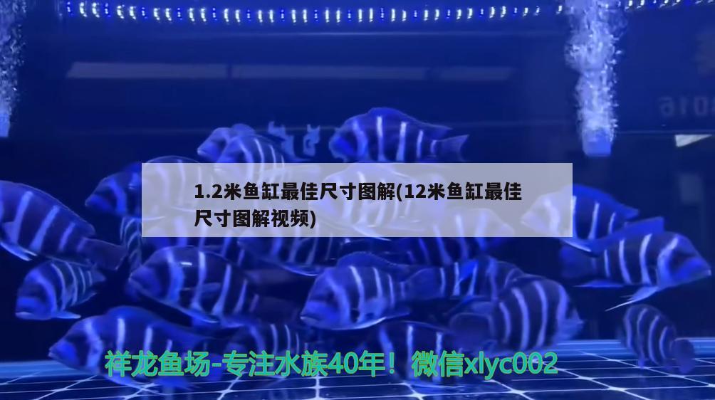 1.2米魚缸最佳尺寸圖解(12米魚缸最佳尺寸圖解視頻) 蘇虎苗（蘇門答臘虎魚苗）