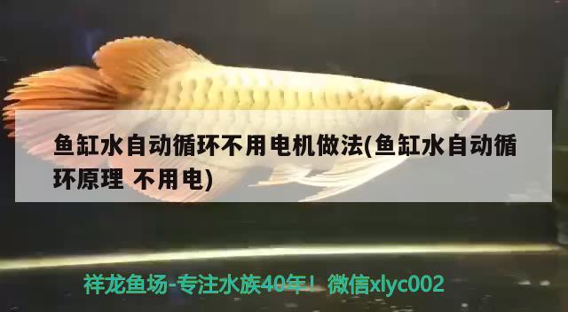 魚缸水自動循環(huán)不用電機做法(魚缸水自動循環(huán)原理不用電) 黃金鴨嘴魚