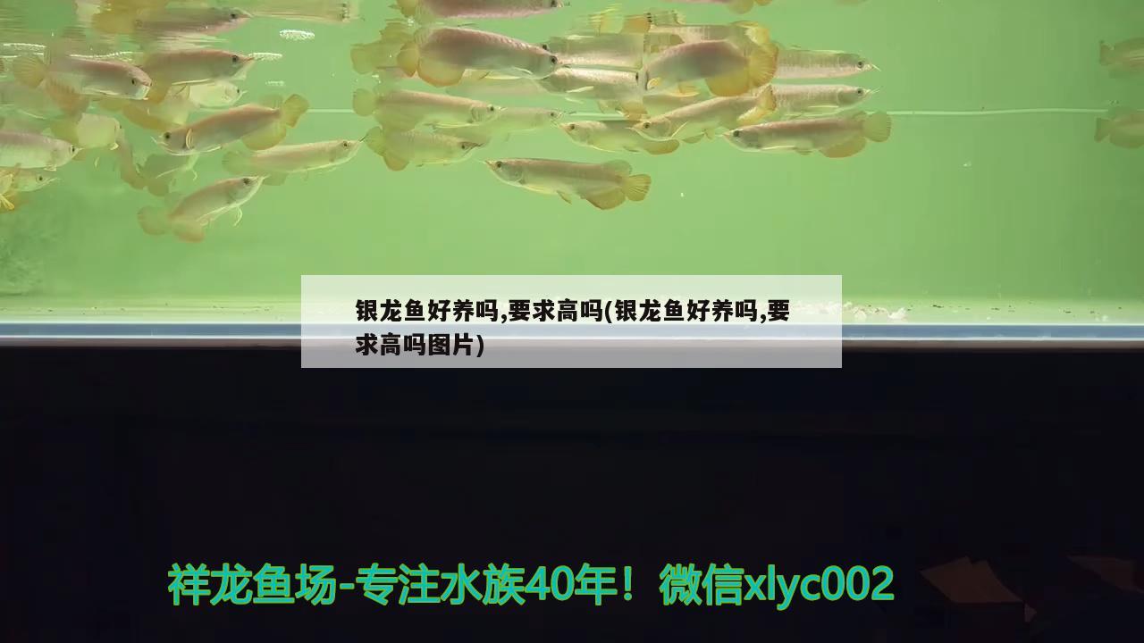 銀龍魚(yú)好養(yǎng)嗎,要求高嗎(銀龍魚(yú)好養(yǎng)嗎,要求高嗎圖片)