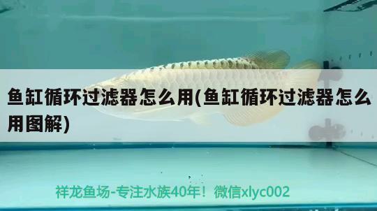 魚(yú)缸循環(huán)過(guò)濾器怎么用(魚(yú)缸循環(huán)過(guò)濾器怎么用圖解)