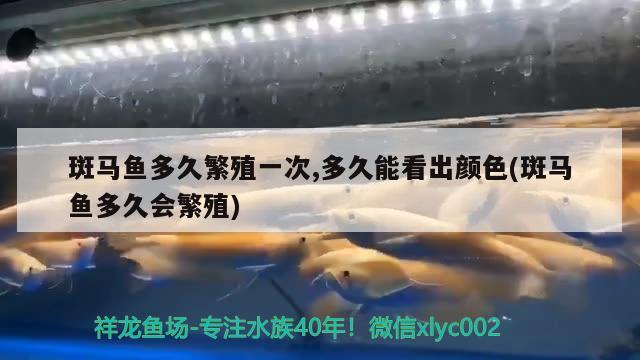 斑馬魚多久繁殖一次,多久能看出顏色(斑馬魚多久會繁殖)