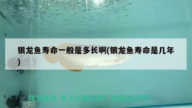 銀龍魚壽命一般是多長啊(銀龍魚壽命是幾年)