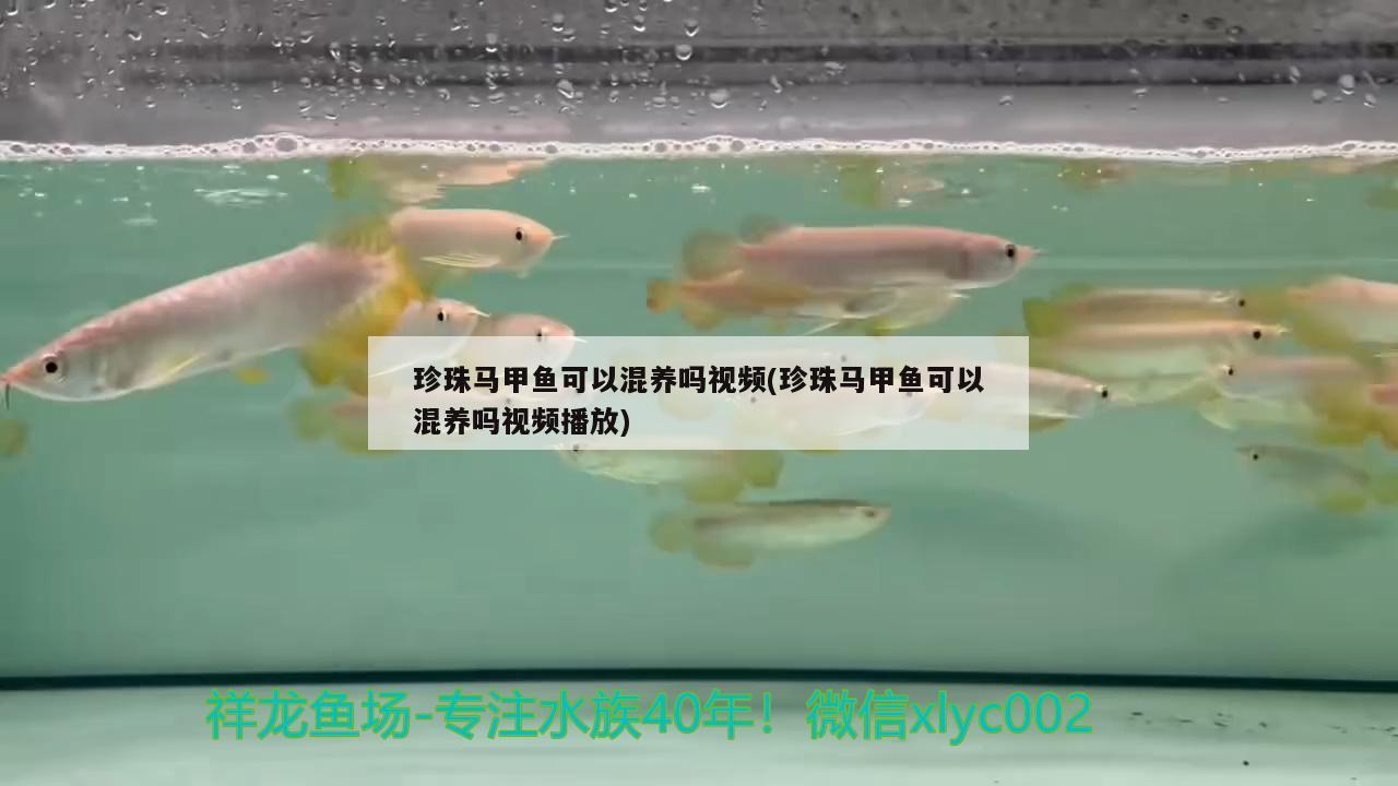 珍珠馬甲魚可以混養(yǎng)嗎視頻(珍珠馬甲魚可以混養(yǎng)嗎視頻播放) 觀賞魚