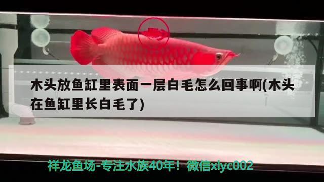 木頭放魚缸里表面一層白毛怎么回事啊(木頭在魚缸里長白毛了)