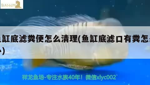 魚(yú)缸底濾糞便怎么清理(魚(yú)缸底濾口有糞怎么辦) 圣菲埃及魚(yú)