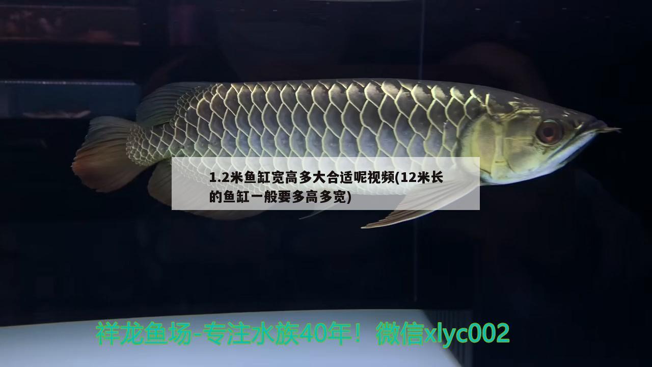 1.2米魚缸寬高多大合適呢視頻(12米長的魚缸一般要多高多寬) 黑水素