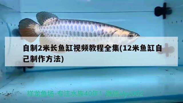 自制2米長(zhǎng)魚缸視頻教程全集(12米魚缸自己制作方法) 蝴蝶鯉