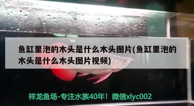 魚缸里泡的木頭是什么木頭圖片(魚缸里泡的木頭是什么木頭圖片視頻)