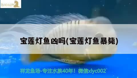 寶蓮燈魚兇嗎(寶蓮燈魚暴斃)