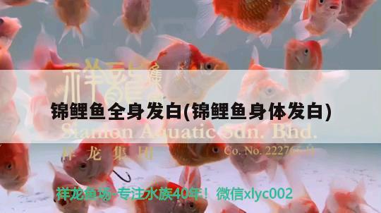 錦鯉魚全身發(fā)白(錦鯉魚身體發(fā)白)