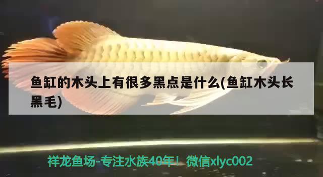 魚缸的木頭上有很多黑點是什么(魚缸木頭長黑毛) 水草