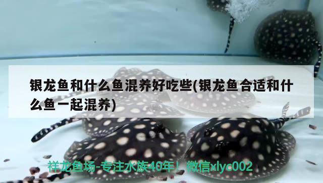 銀龍魚和什么魚混養(yǎng)好吃些(銀龍魚合適和什么魚一起混養(yǎng)) 銀龍魚百科