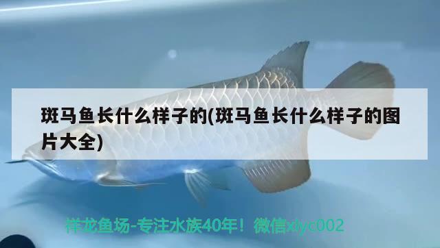 斑馬魚長什么樣子的(斑馬魚長什么樣子的圖片大全) 觀賞魚