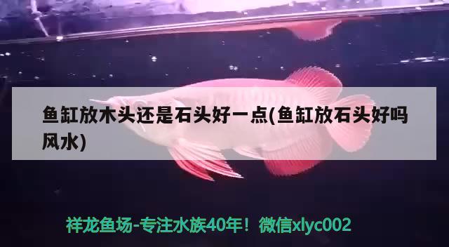 魚(yú)缸放木頭還是石頭好一點(diǎn)(魚(yú)缸放石頭好嗎風(fēng)水)