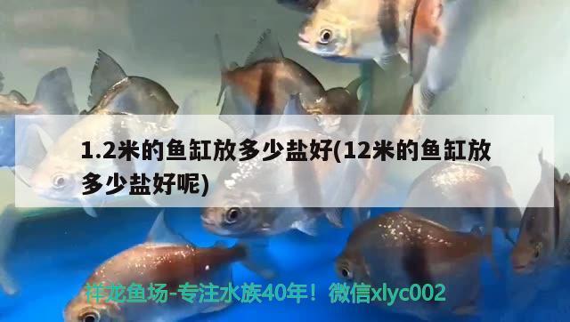 1.2米的魚缸放多少鹽好(12米的魚缸放多少鹽好呢)