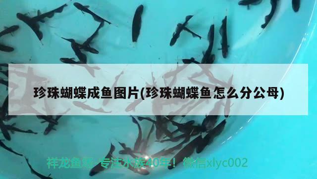 珍珠蝴蝶成魚圖片(珍珠蝴蝶魚怎么分公母) 蝴蝶鯉