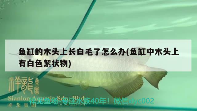 魚缸的木頭上長白毛了怎么辦(魚缸中木頭上有白色絮狀物) 元寶鳳凰魚專用魚糧