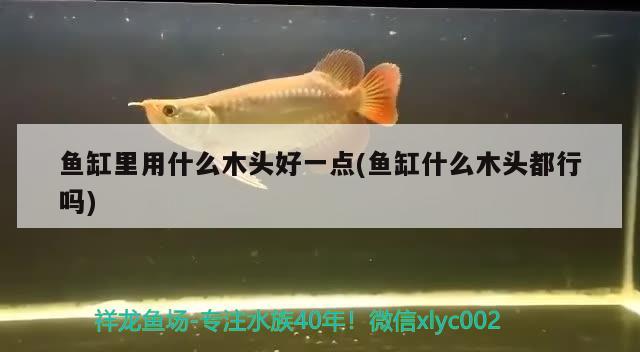 魚(yú)缸里用什么木頭好一點(diǎn)(魚(yú)缸什么木頭都行嗎)