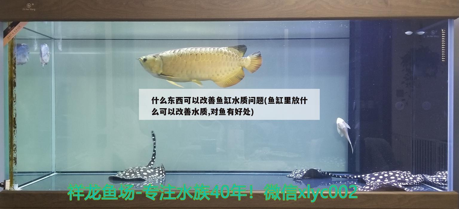 什么東西可以改善魚(yú)缸水質(zhì)問(wèn)題(魚(yú)缸里放什么可以改善水質(zhì),對(duì)魚(yú)有好處) 青龍魚(yú)