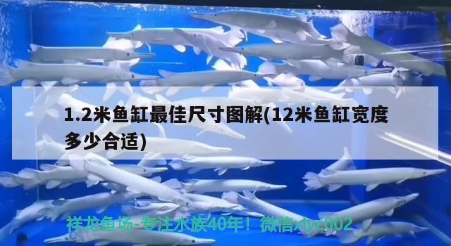 1.2米魚(yú)缸最佳尺寸圖解(12米魚(yú)缸寬度多少合適) 刀魚(yú)魚(yú)