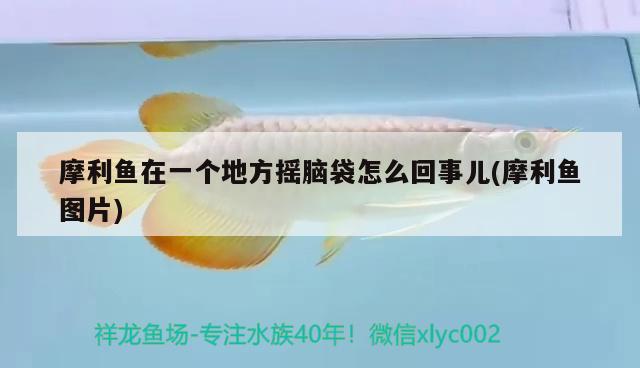 摩利魚在一個地方搖腦袋怎么回事兒(摩利魚圖片)