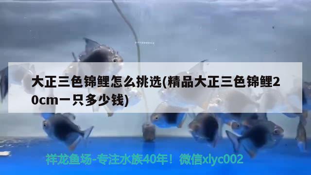 大正三色錦鯉怎么挑選(精品大正三色錦鯉20cm一只多少錢(qián)) 三色錦鯉魚(yú)