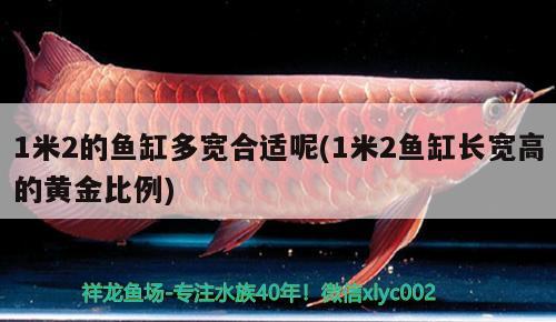 1米2的魚缸多寬合適呢(1米2魚缸長寬高的黃金比例)