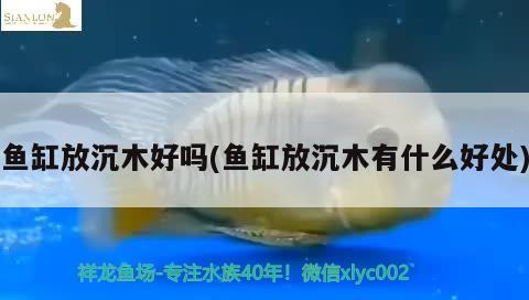 魚缸放沉木好嗎(魚缸放沉木有什么好處) 祥龍魚場(chǎng)品牌產(chǎn)品