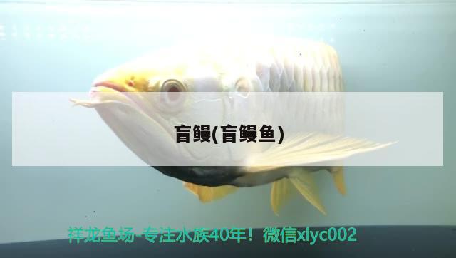 盲鰻(盲鰻魚) 觀賞魚