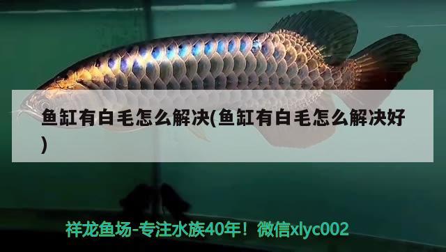 魚(yú)缸有白毛怎么解決(魚(yú)缸有白毛怎么解決好) 其他益生菌