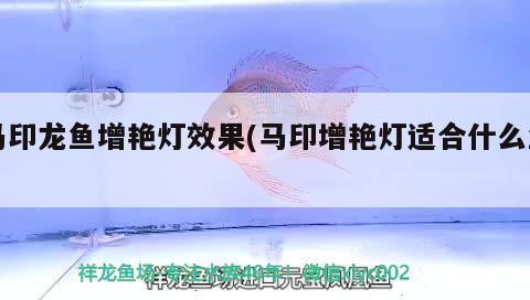 馬印龍魚增艷燈效果(馬印增艷燈適合什么魚) 馬印水族