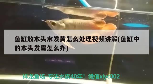 魚缸放木頭水發(fā)黃怎么處理視頻講解(魚缸中的木頭發(fā)霉怎么辦)