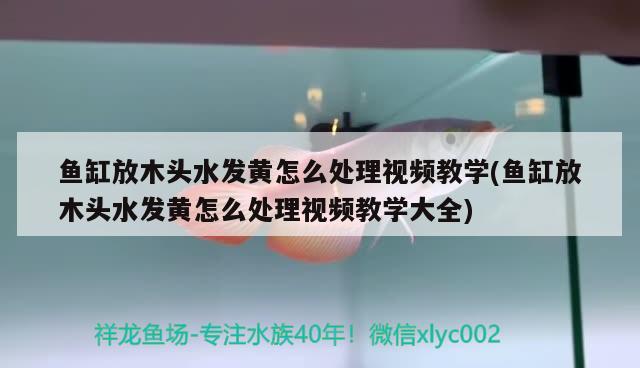 魚缸放木頭水發(fā)黃怎么處理視頻教學(魚缸放木頭水發(fā)黃怎么處理視頻教學大全) 哥倫比亞巨暴魚苗