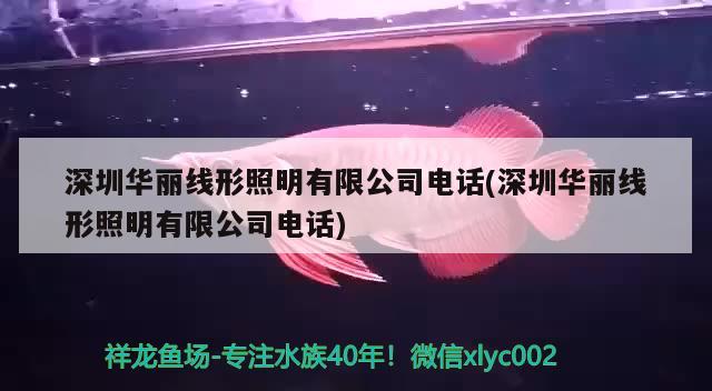 深圳華麗線形照明有限公司電話(深圳華麗線形照明有限公司電話) 觀賞魚