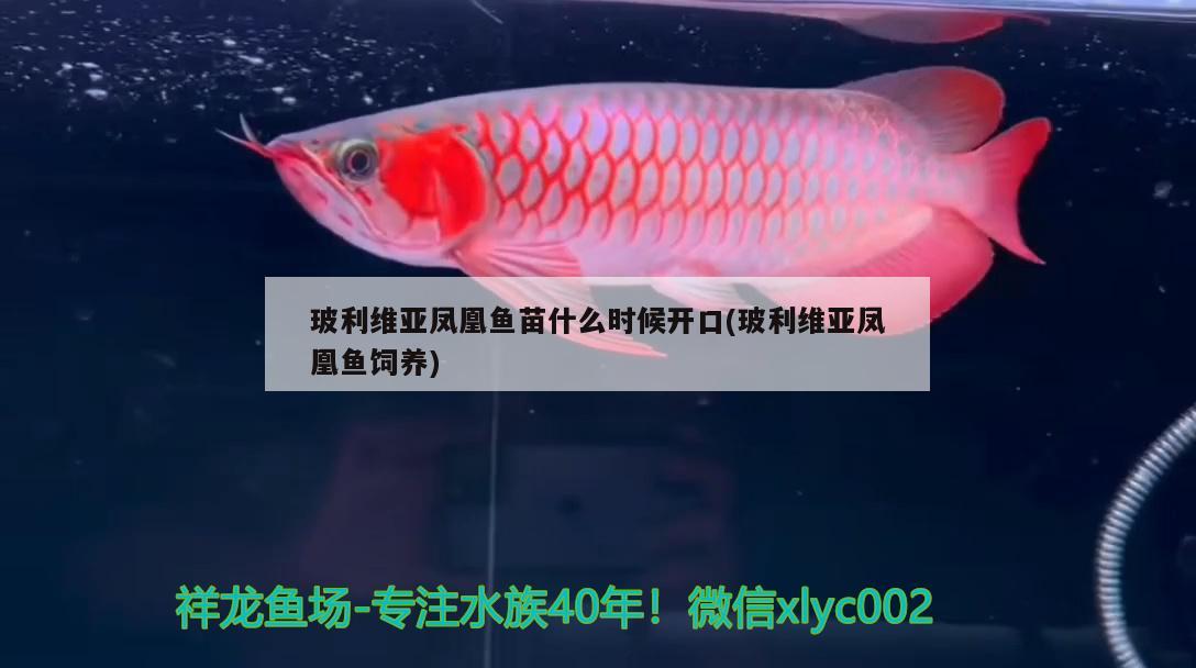 玻利維亞鳳凰魚(yú)苗什么時(shí)候開(kāi)口(玻利維亞鳳凰魚(yú)飼養(yǎng)) 觀賞魚(yú)