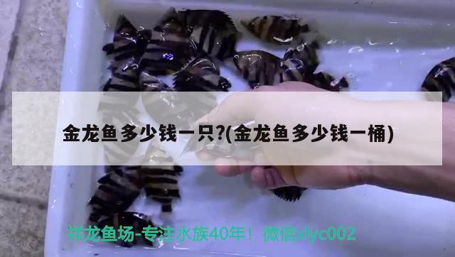 金龍魚多少錢一只?(金龍魚多少錢一桶) 觀賞魚