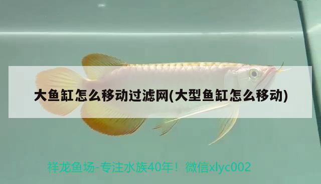 大魚缸怎么移動(dòng)過(guò)濾網(wǎng)(大型魚缸怎么移動(dòng))