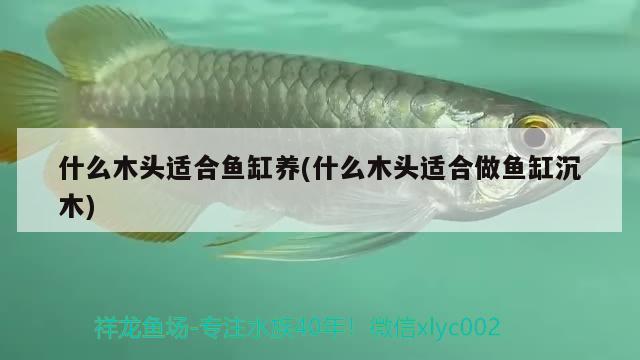 什么木頭適合魚缸養(yǎng)(什么木頭適合做魚缸沉木) 赤荔鳳冠魚