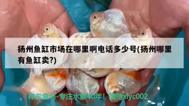 揚(yáng)州魚缸市場(chǎng)在哪里啊電話多少號(hào)(揚(yáng)州哪里有魚缸賣?)