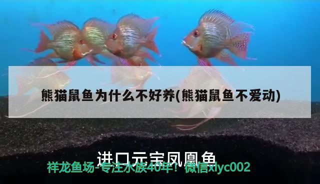 熊貓鼠魚(yú)為什么不好養(yǎng)(熊貓鼠魚(yú)不愛(ài)動(dòng)) 觀賞魚(yú) 第2張