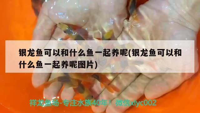 銀龍魚可以和什么魚一起養(yǎng)呢(銀龍魚可以和什么魚一起養(yǎng)呢圖片)