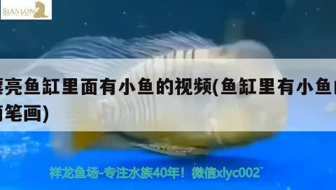 漂亮魚缸里面有小魚的視頻(魚缸里有小魚的簡筆畫)