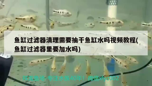 魚缸過濾器清理需要抽干魚缸水嗎視頻教程(魚缸過濾器里要加水嗎) 蝴蝶鯉魚苗