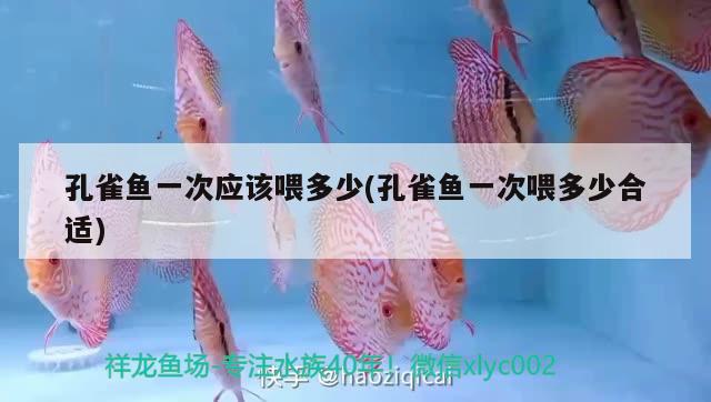 孔雀魚一次應(yīng)該喂多少(孔雀魚一次喂多少合適) 觀賞魚